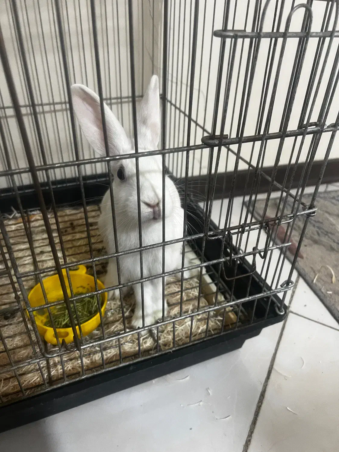 فروش یا معاوضه خرگوش با مرغ عشق|موش و خرگوش|کرج, کرج نو|دیوار