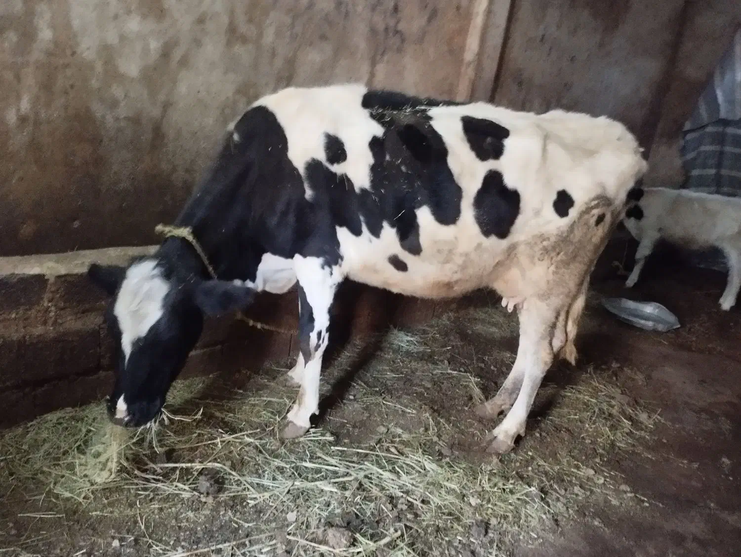 گاو|حیوانات مزرعه|ورزقان, |دیوار