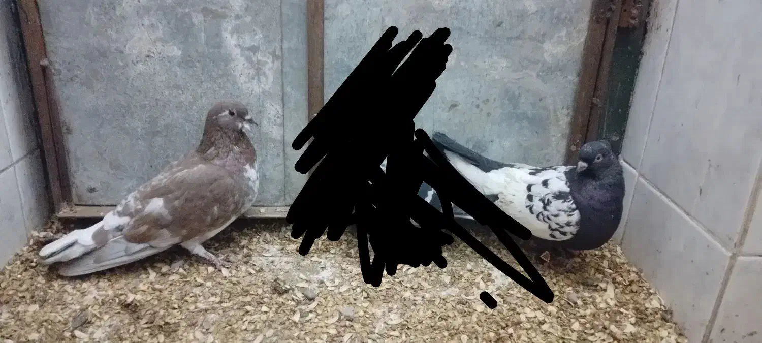 کفتر پرشی و جفتگاه|پرنده|مشهد, چاهشک|دیوار