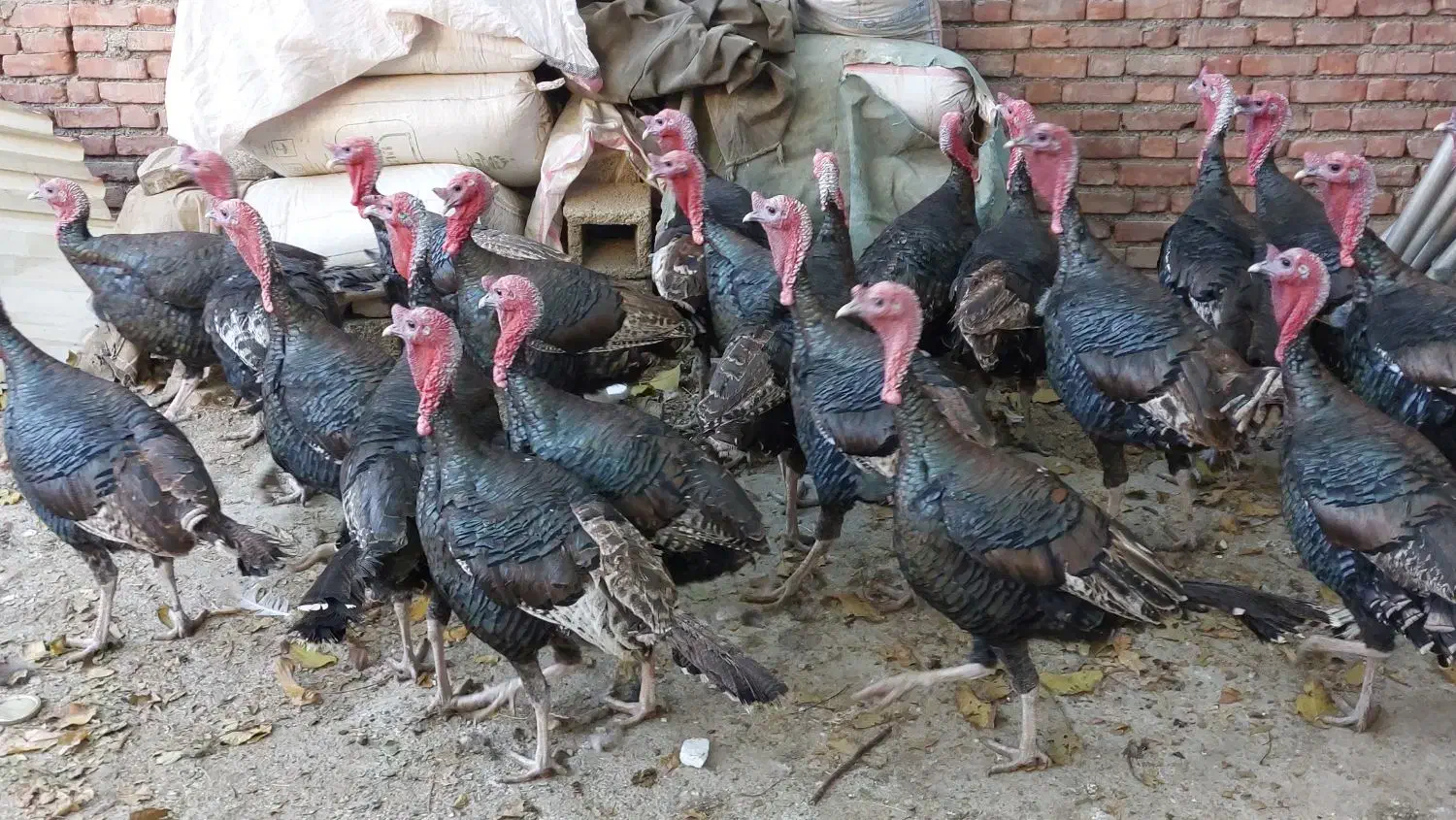 بوقلمون۲ساله سنگین|حیوانات مزرعه|سقز, |دیوار