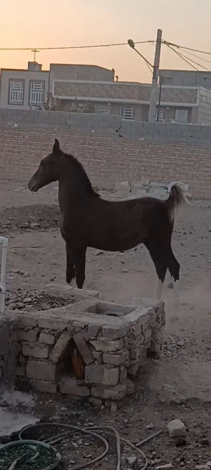 کره نریان|اسب و تجهیزات اسبسواری|مهریز, |دیوار