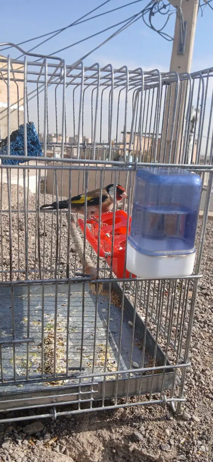 سهره نر /معاوزه با قناری نر|پرنده|قزوین, |دیوار