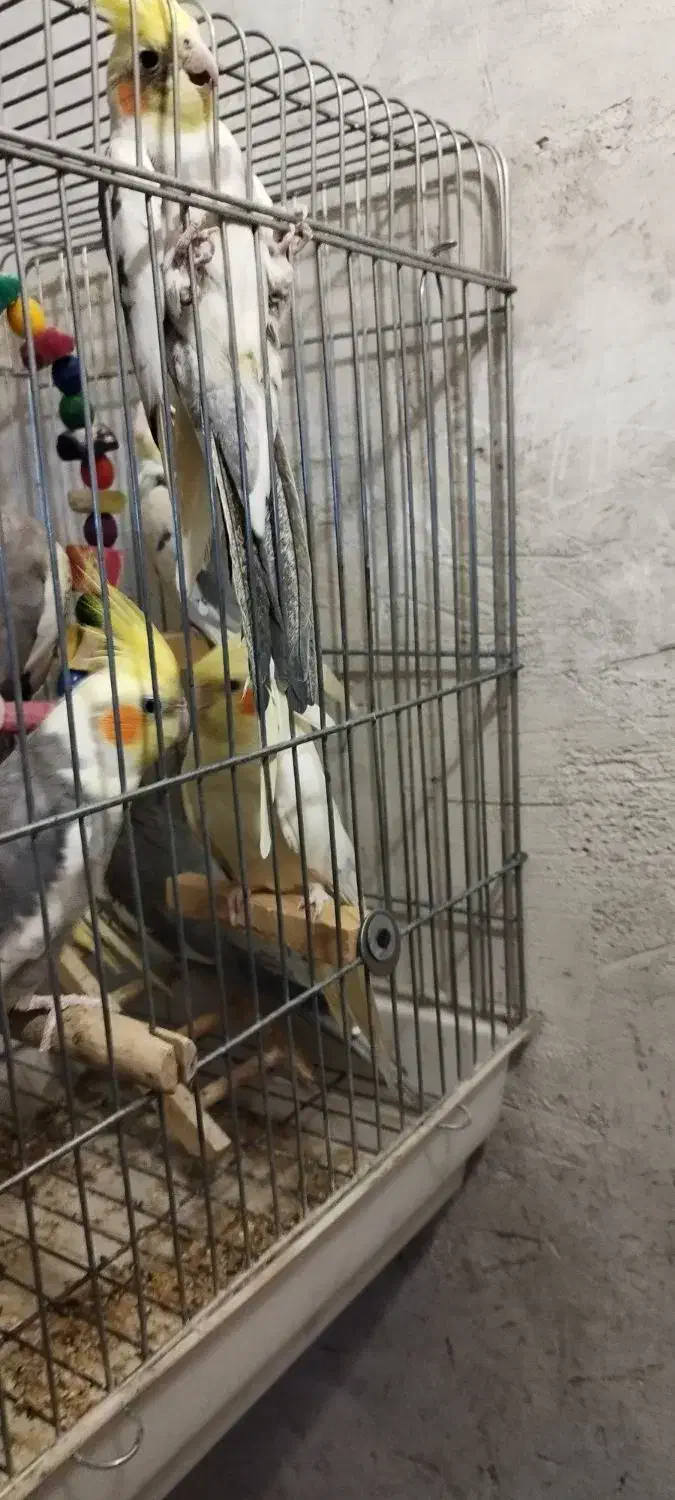 10عدد عروس هلندی رنگهای مختلف منیریه|پرنده|تهران, امیریه|دیوار