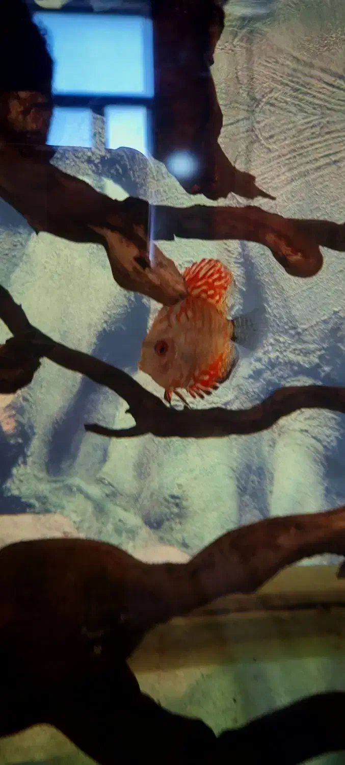 دیسکس|ماهی|زاهدان, |دیوار