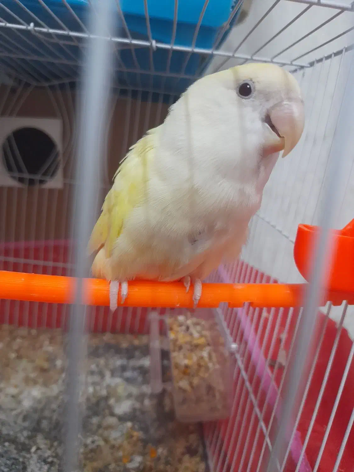 کوتوله|پرنده|مشهد, وحید|دیوار