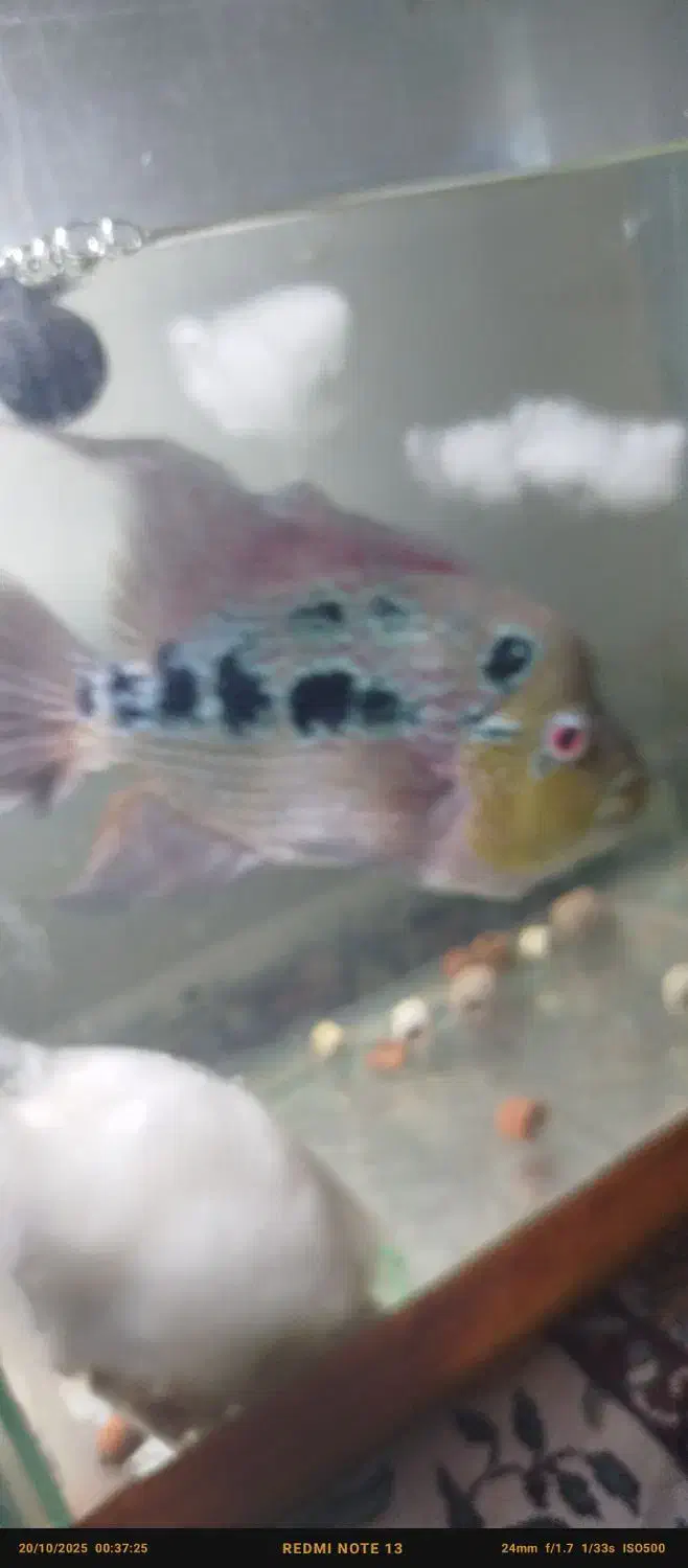 اولین نژاد ماهی فلاور هورن خاص و نایاب|ماهی|ری, امین آباد|دیوار