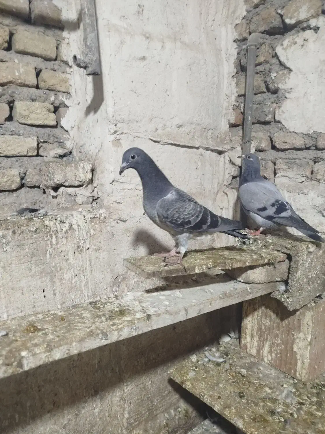 جوجه مصافتی|پرنده|فاضل آباد, |دیوار