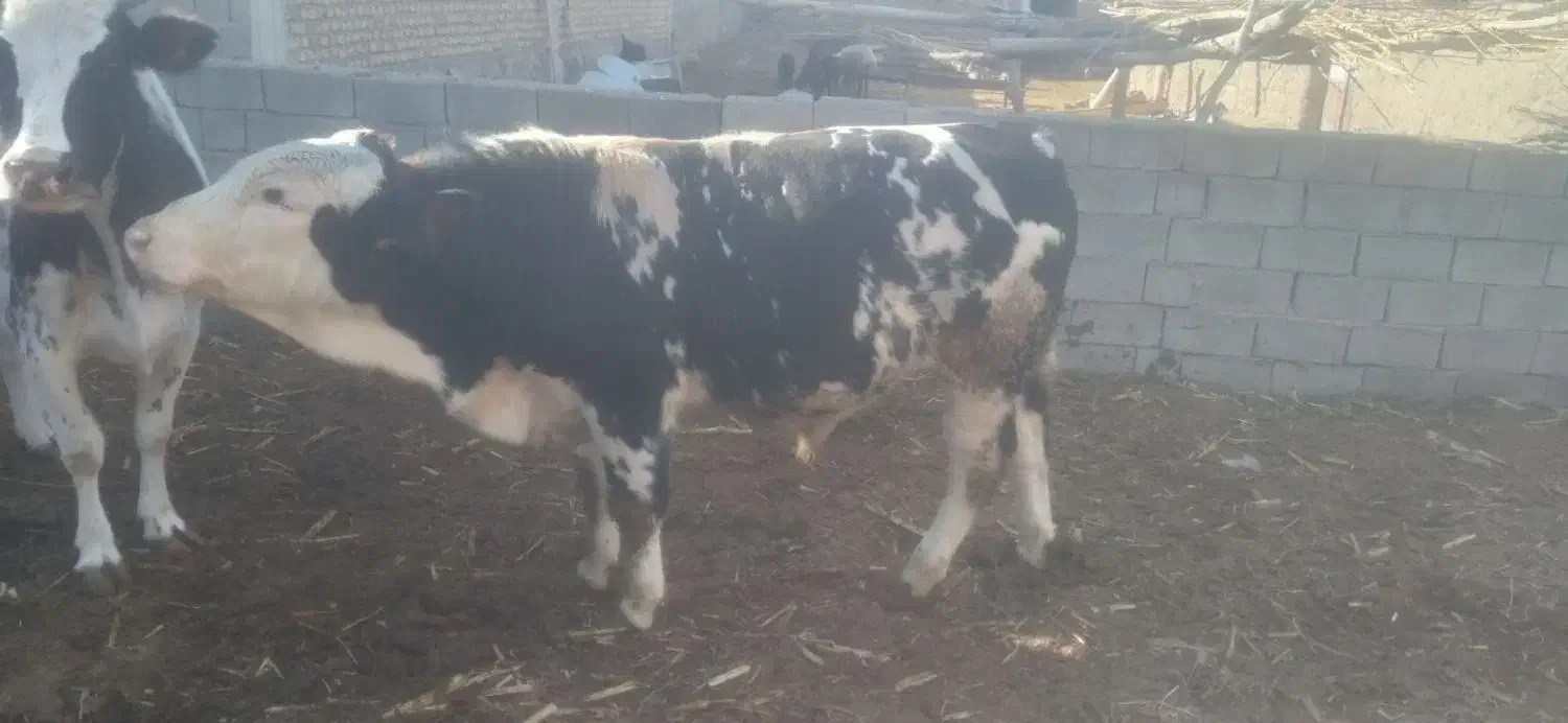 گوساله سیمینتال|حیوانات مزرعه|سبزوار, بیهق شرقی|دیوار