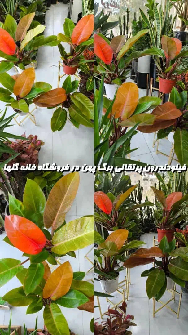فیلودندرون پرتقالی برگ پهن در فروشگاه خانه گلها|گل و گیاه طبیعی|بندرعباس, |دیوار