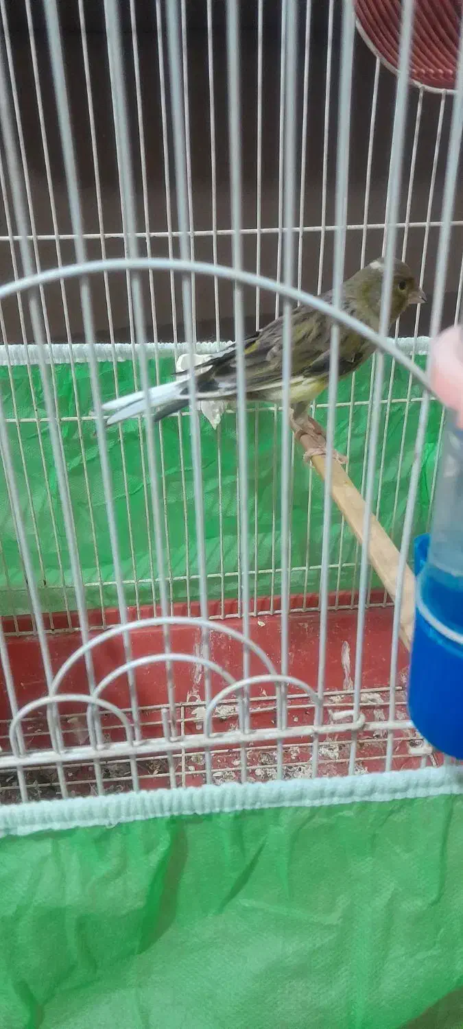 قناری نر مست بخون شلاقی به شرط خوندن|پرنده|پاکدشت, پاکدشت (مامازند)|دیوار