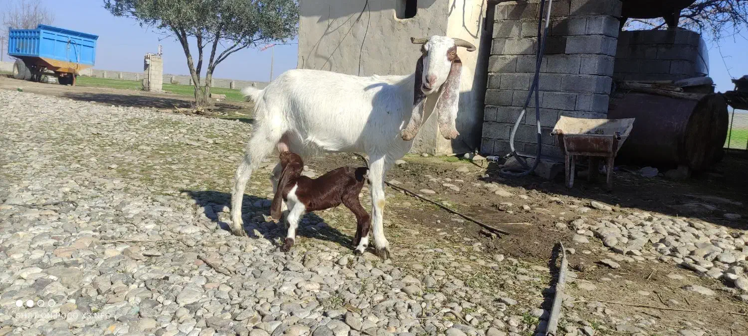 بز گلابی|حیوانات مزرعه|گنبد کاووس, |دیوار