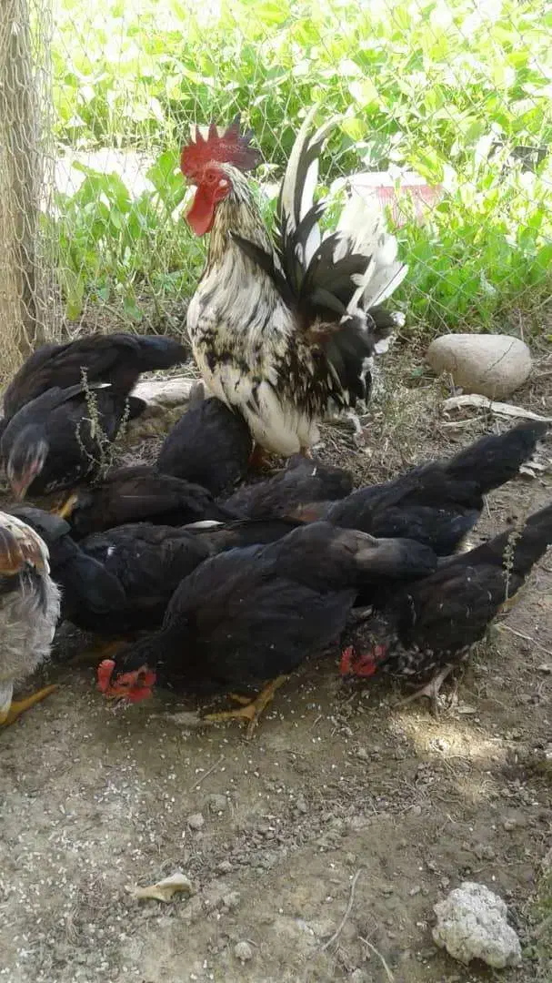 مرغ وخروس و جوجه وتخم نطفه دارچاپینز اصیل|حیوانات مزرعه|رشت, سعدی (تختی)|دیوار