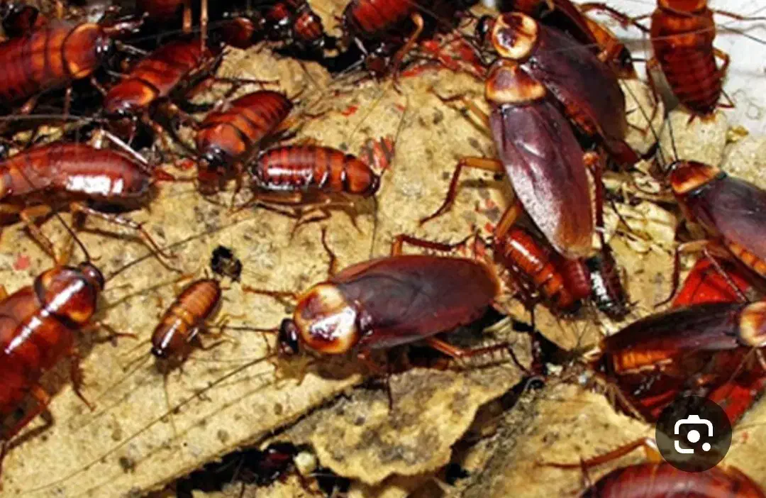 سم سوسک کش  اصل|خدمات نظافت|اردبیل, |دیوار