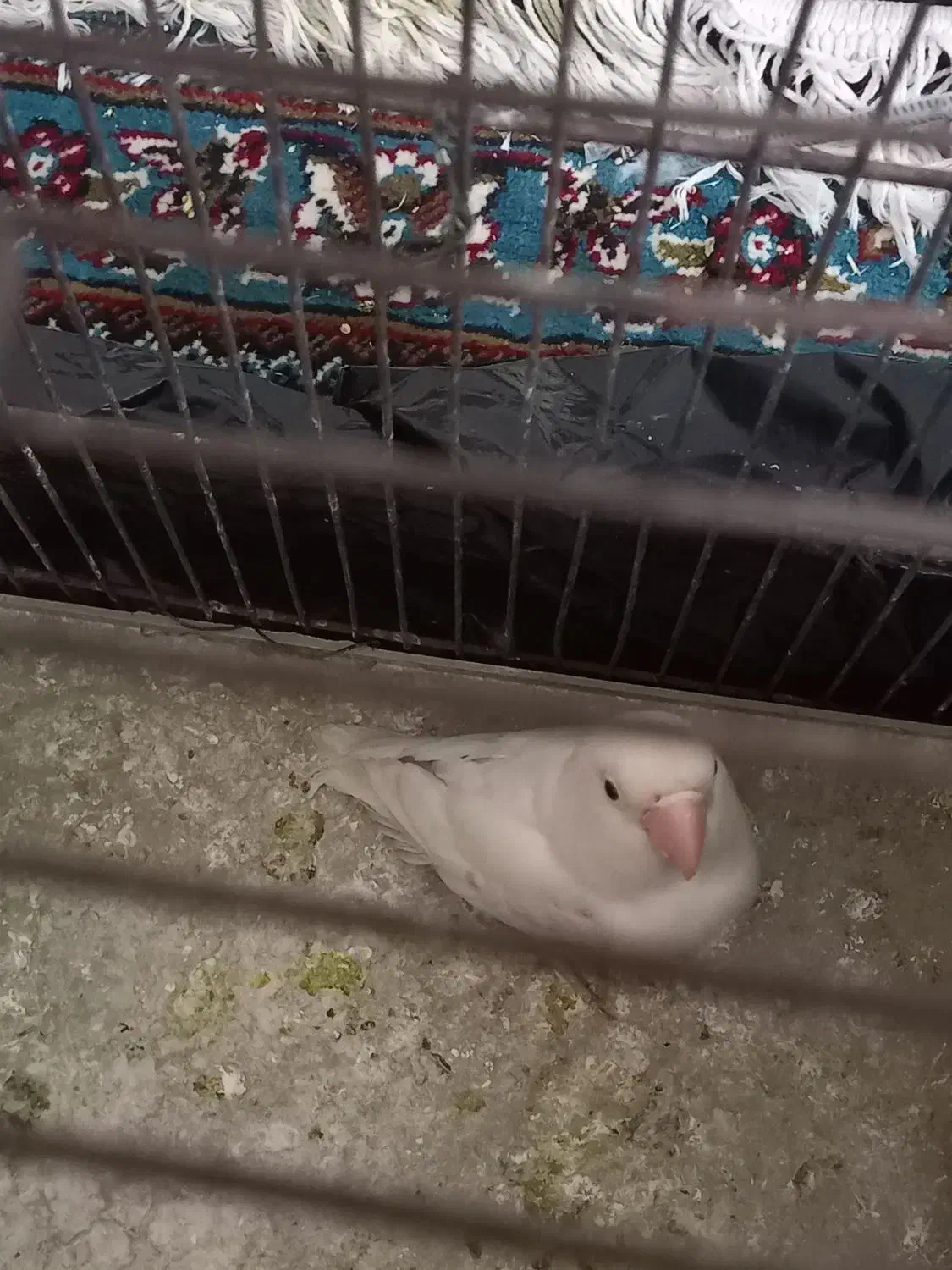 طوطی برزیلی|پرنده|مشگین شهر, |دیوار