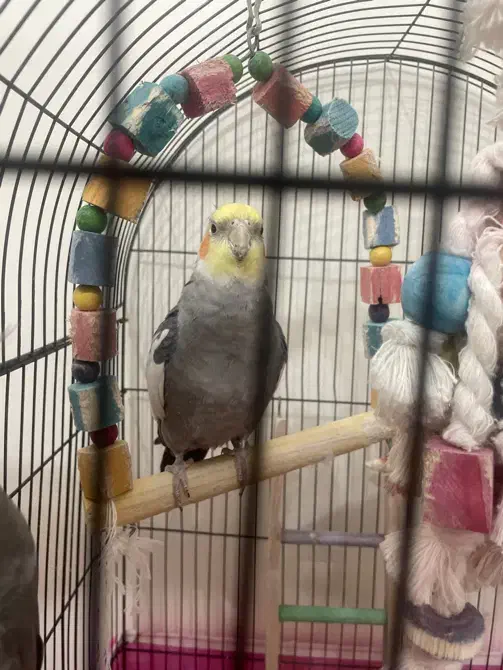 عروس هلندی سخنگو|پرنده|پردیس, فاز ۸|دیوار