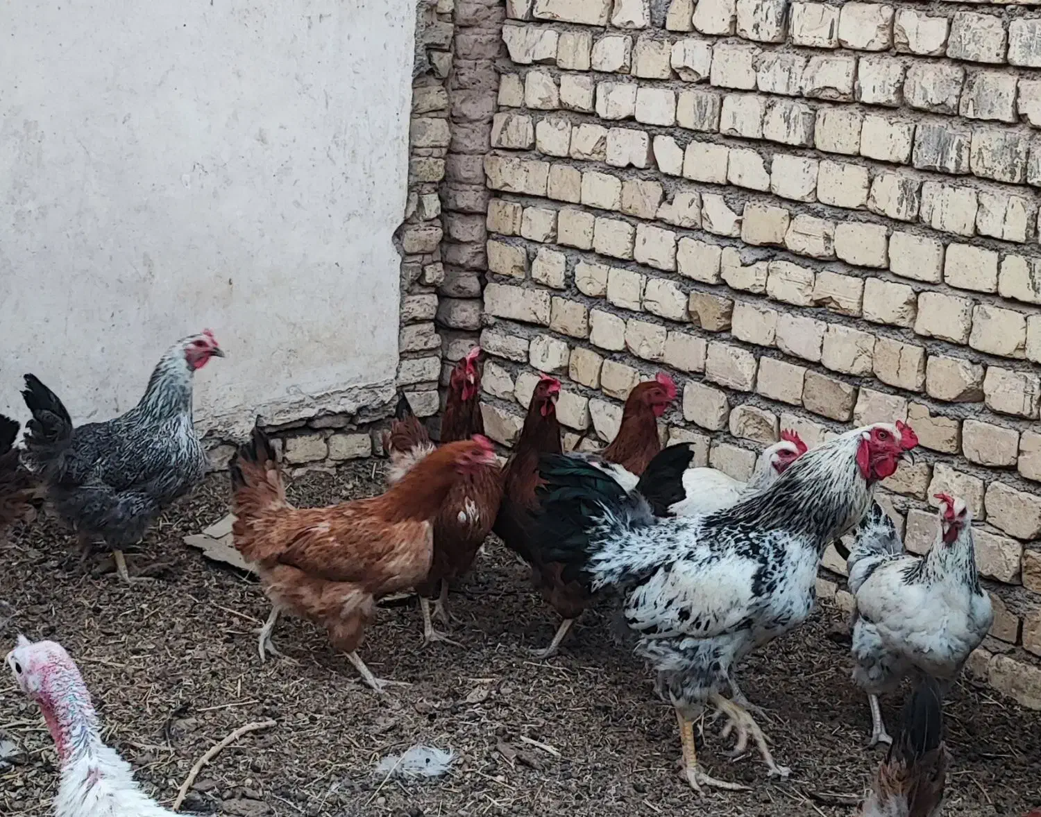 مرغ گلپایگانی تخمگذار|حیوانات مزرعه|حبیب آباد, |دیوار