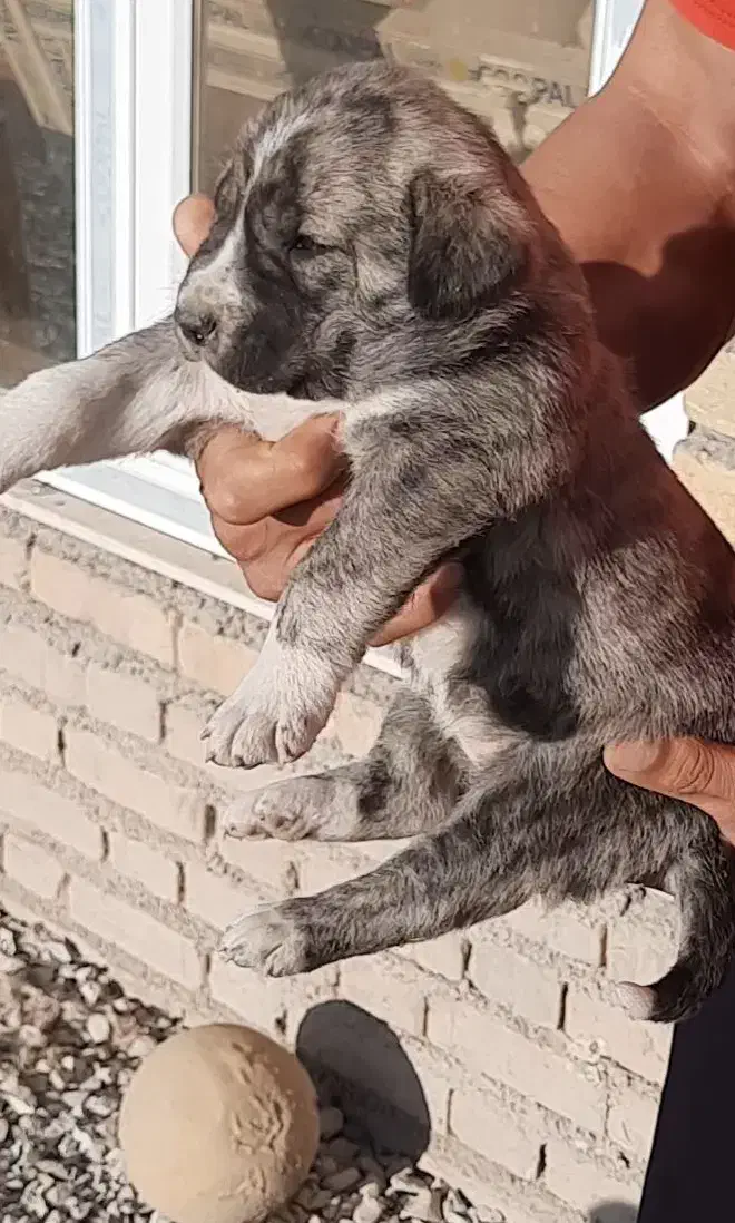 سگ،توله افغان ماده|سگ|کرمانشاه, |دیوار