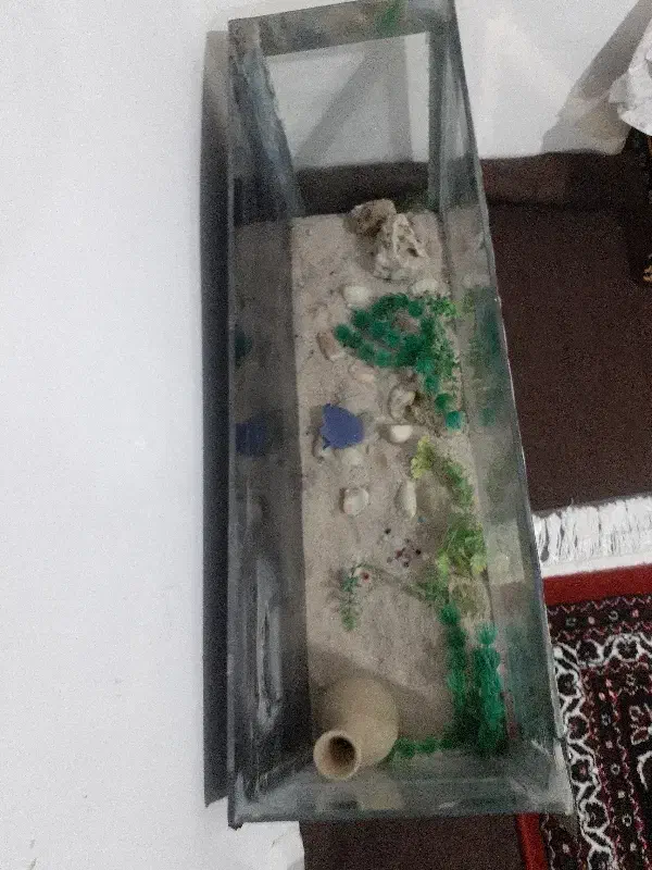 آکواریوم|ماهی|مریوان, |دیوار