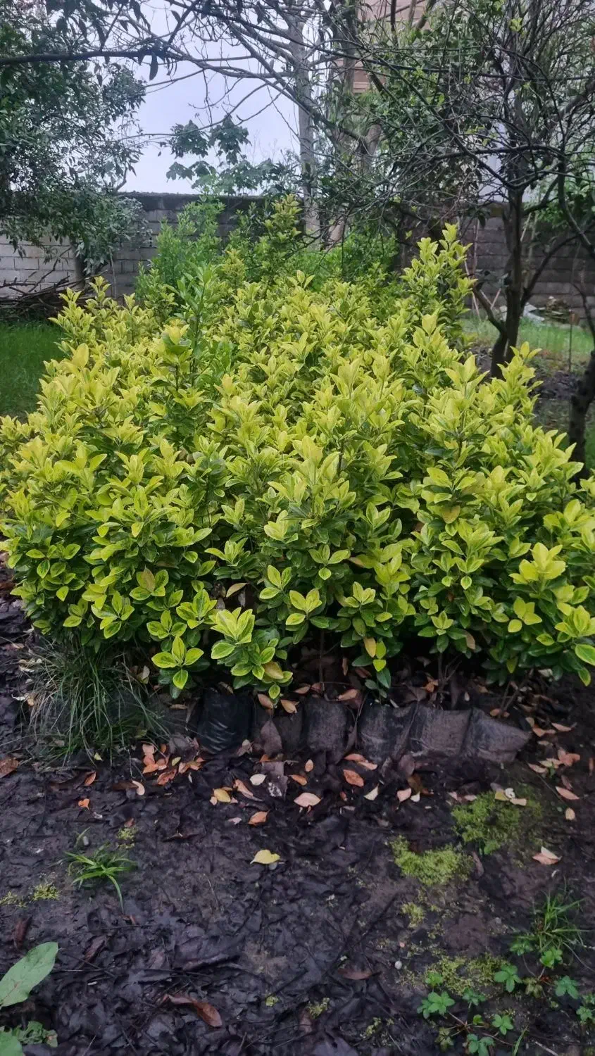 شمشاد طلایی|گل و گیاه طبیعی|سلمانشهر, |دیوار