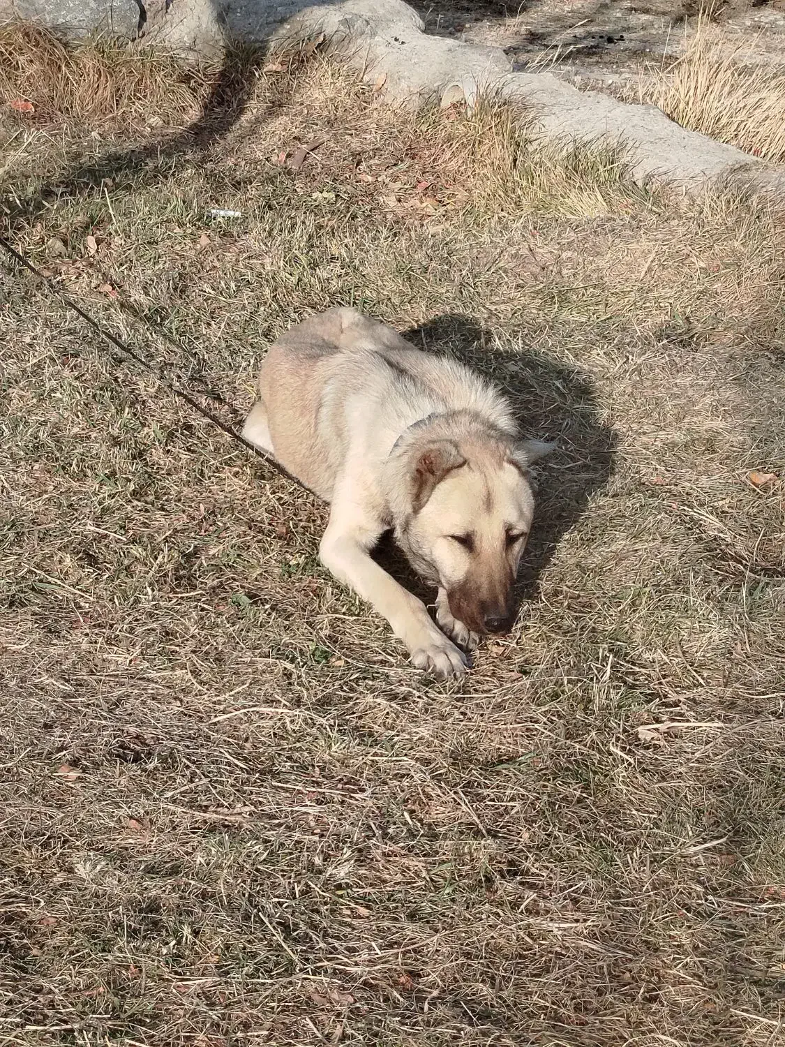 سگ سرابی توله|سگ|باسمنج, |دیوار