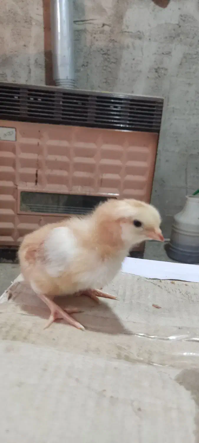 جوجه محلی اصیل هفت روزه|حیوانات مزرعه|گتاب, |دیوار