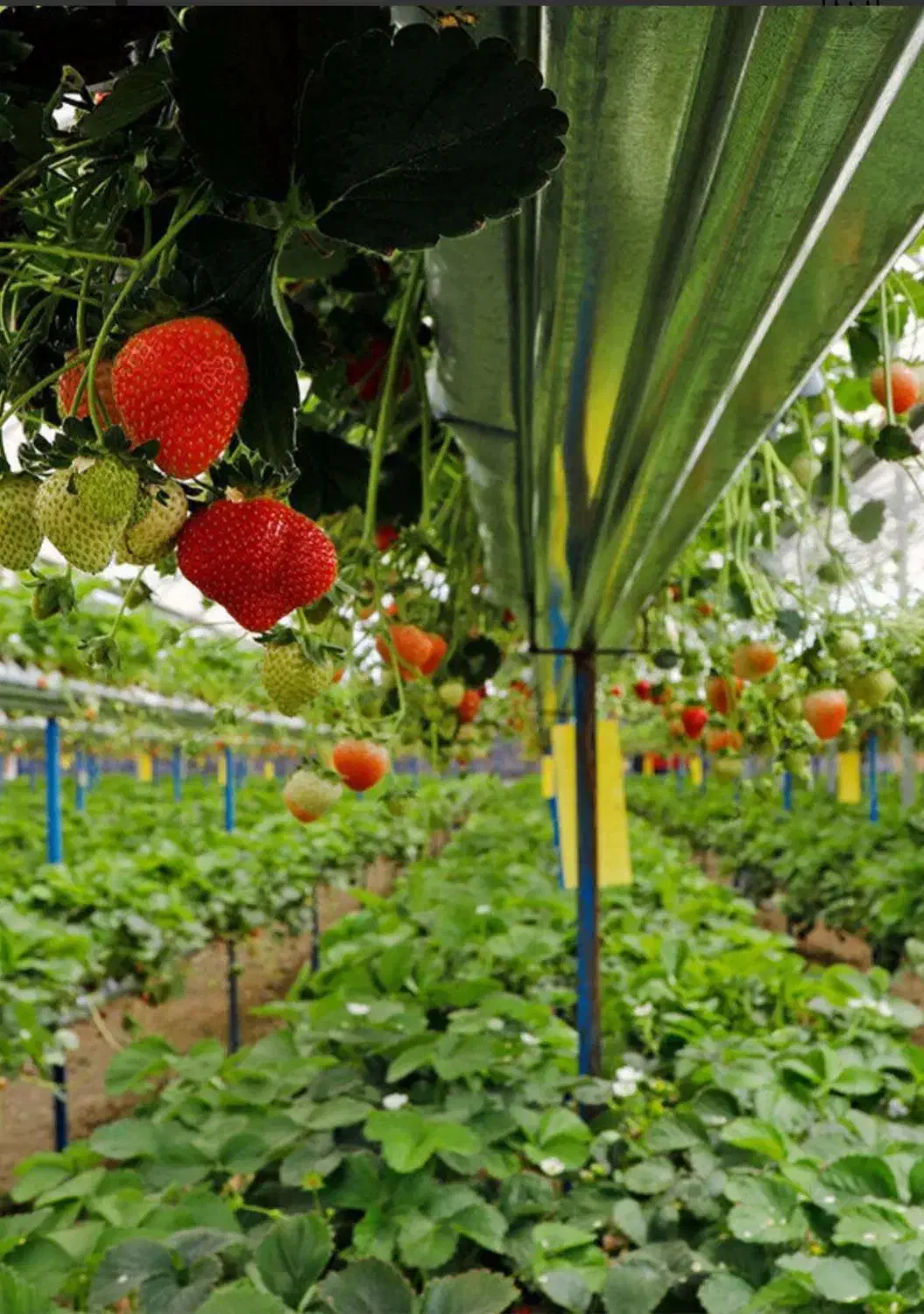 فروش زمین ۳۷هکتاری ویژه گلخانه بامجوزوباچاه آب|فروش زمین و ملک کلنگی|خرمدره, |دیوار