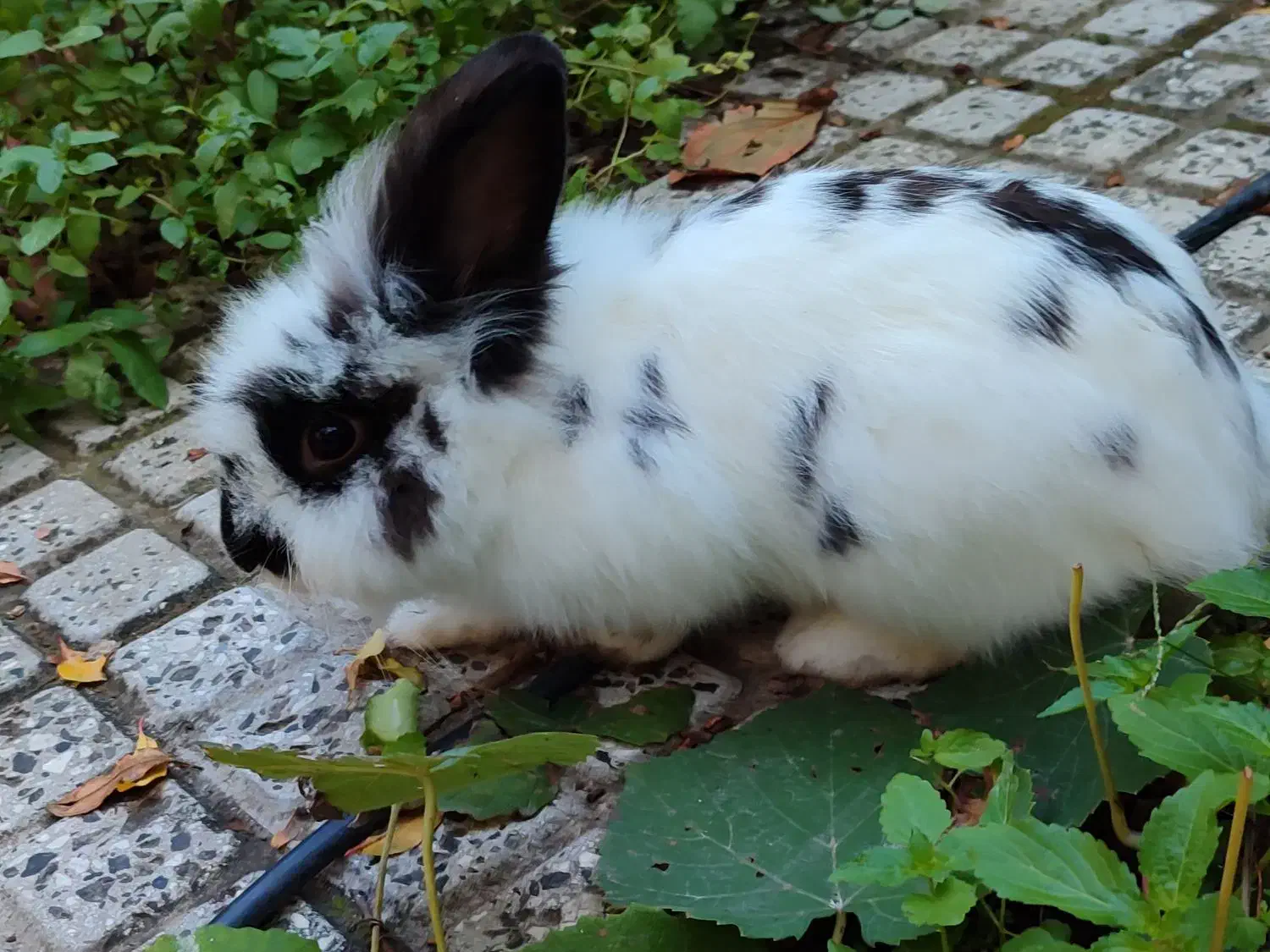 خرگوش لوپ|موش و خرگوش|گرگان, |دیوار