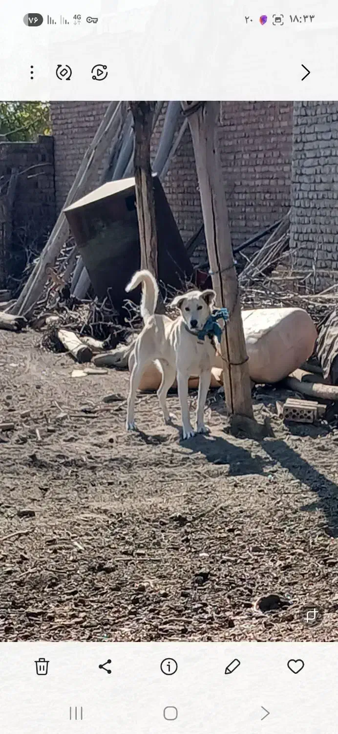 یک   گلاده سگ نر|سگ|نوشین شهر, |دیوار