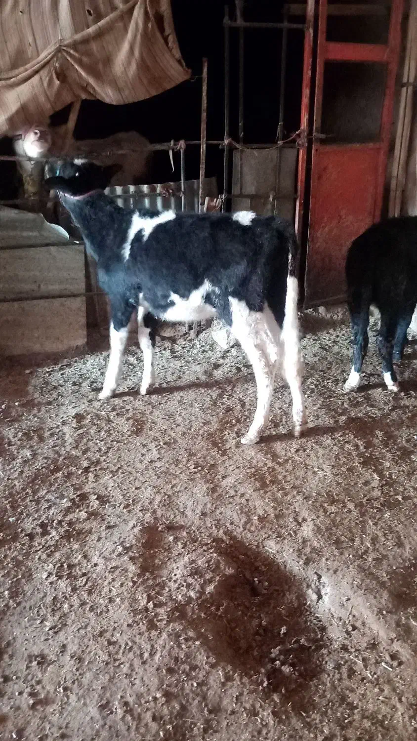 گوساله نر و ماده|حیوانات مزرعه|زاگرس, |دیوار