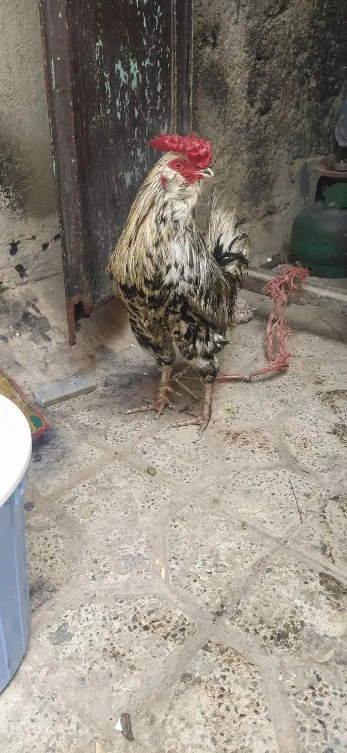 خروس گلین|حیوانات مزرعه|محمدیه-قزوین, |دیوار