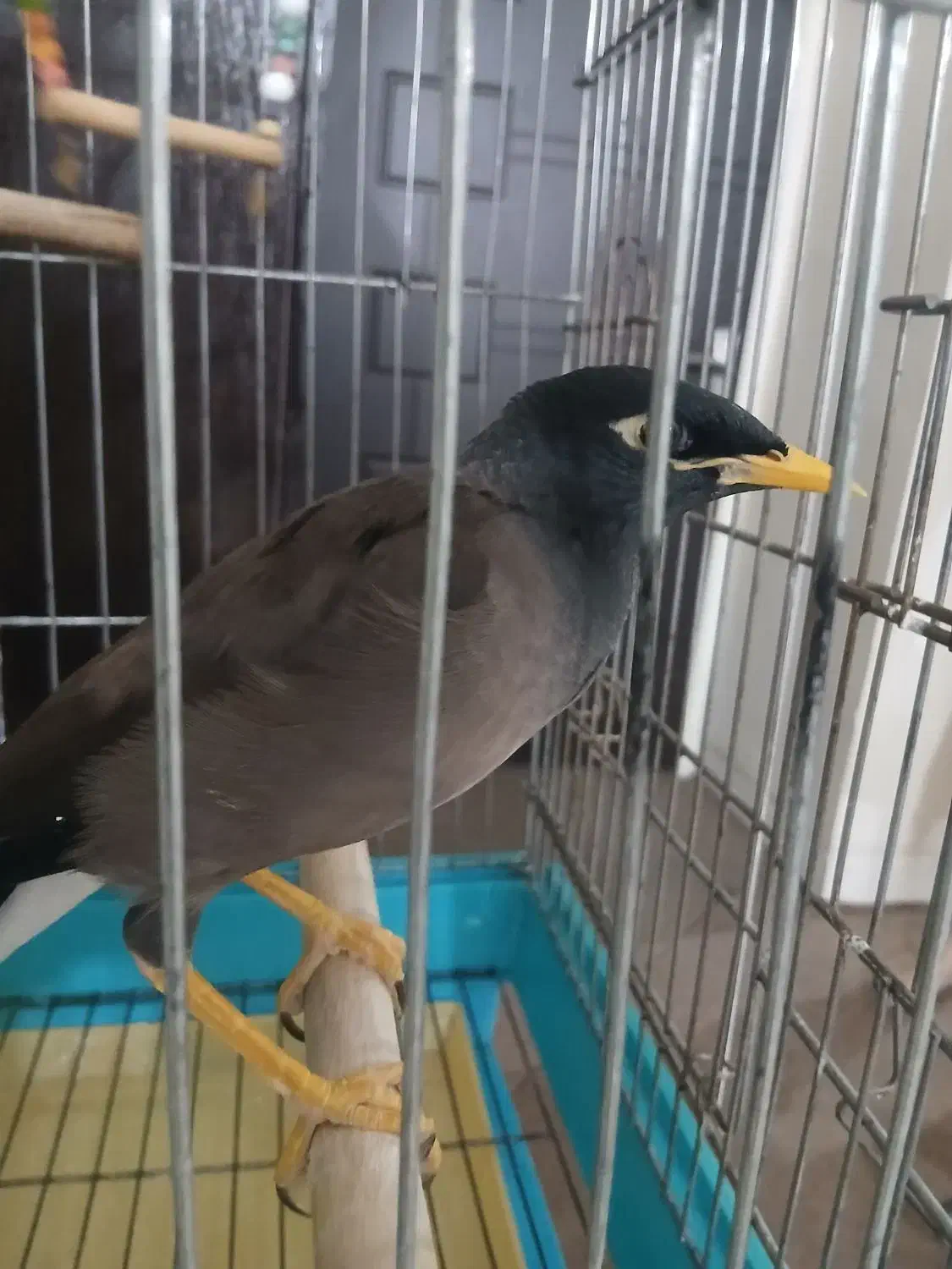 مرغ مینا سخنگو|پرنده|پردیس, فاز ۱|دیوار