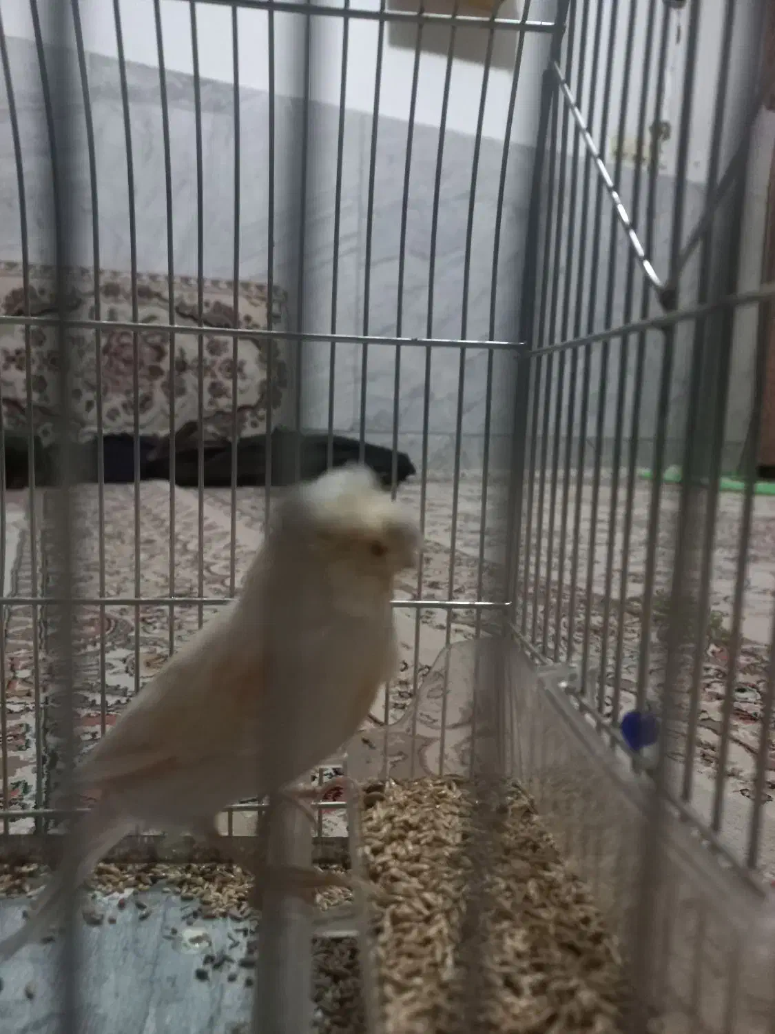 قناری ماده|پرنده|سیوان, |دیوار