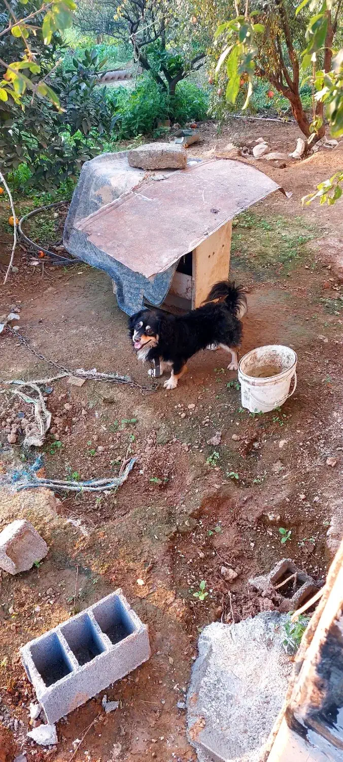 سگ پاکوتاه نر نگهبان واگذاری|سگ|گلوگاه بابل (گلیا), |دیوار