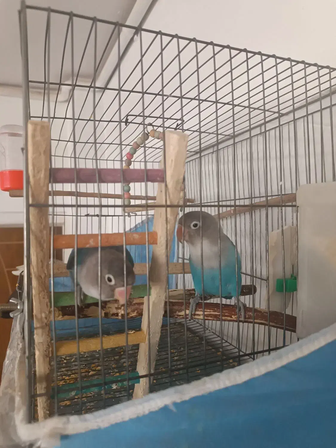 طوطی کوتوله برزیلی دستی|پرنده|مشهد, شهرک امام هادی (شهرک غرب)|دیوار