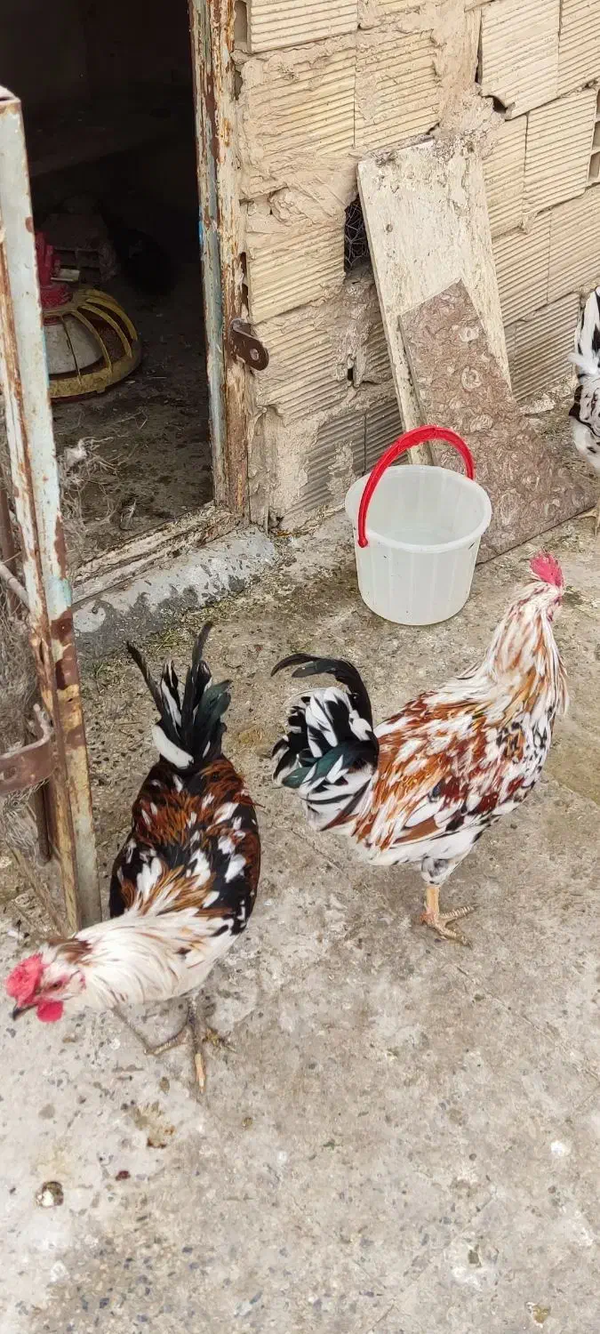 خروس گلین|حیوانات مزرعه|شهریار, شهرک مصطفی خمینی|دیوار