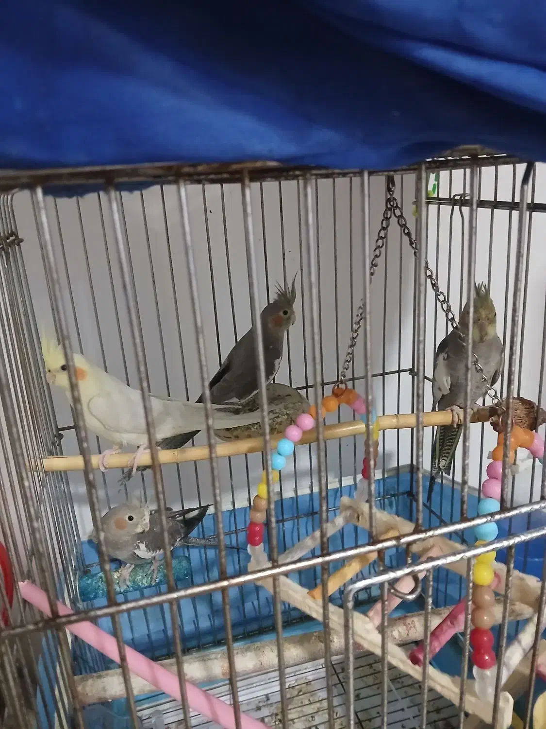 عروس هلندی|پرنده|ماهدشت, |دیوار