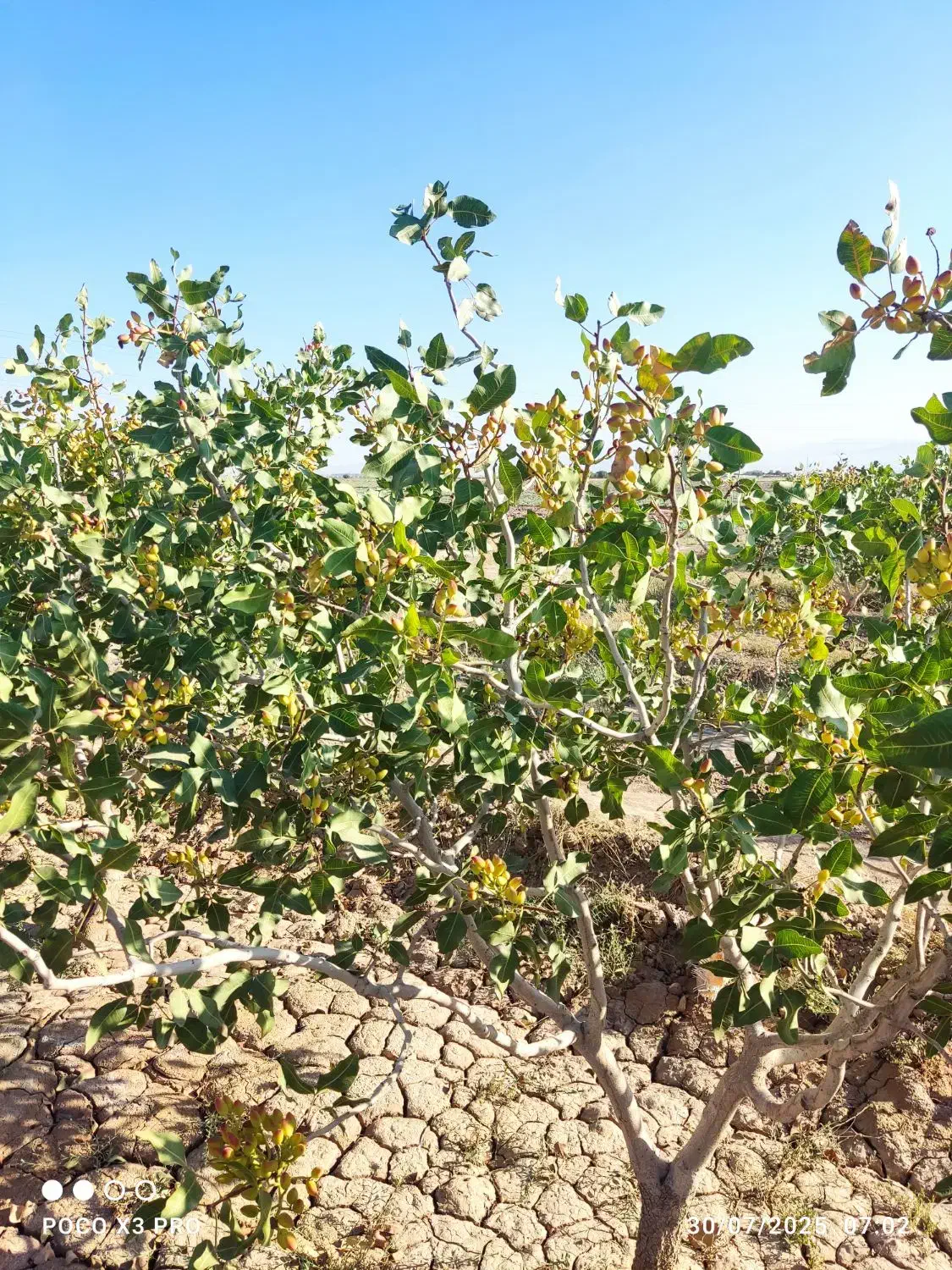1هکتار باغ پسته نوع پیوند بادمی سفید|فروش دفتر صنعتی، کشاورزی، تجاری|نیشابور, مازول|دیوار