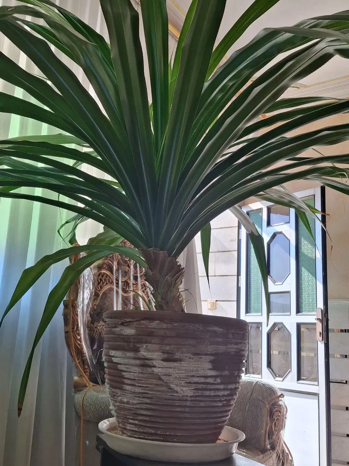 گل پاندانوس|گل و گیاه طبیعی|اشتهارد, |دیوار