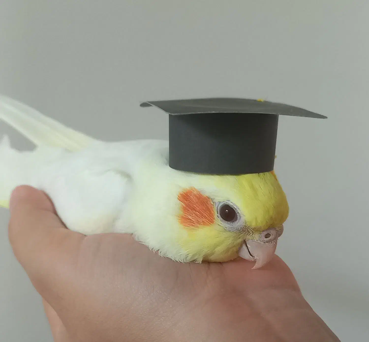 عروس هلندی نر و ماده|پرنده|گرمسار, |دیوار