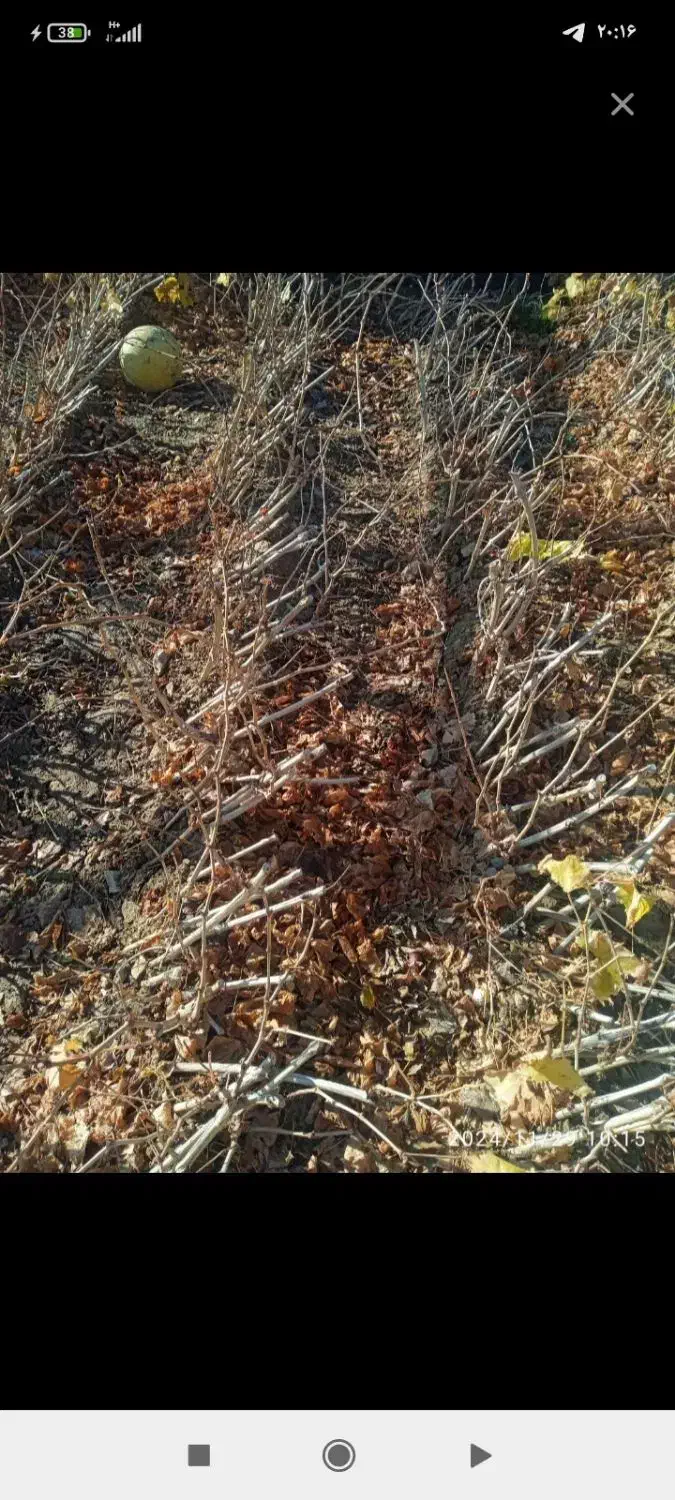 نهال انگور کشمش|خدمات باغبانی و درختکاری|باروق, |دیوار