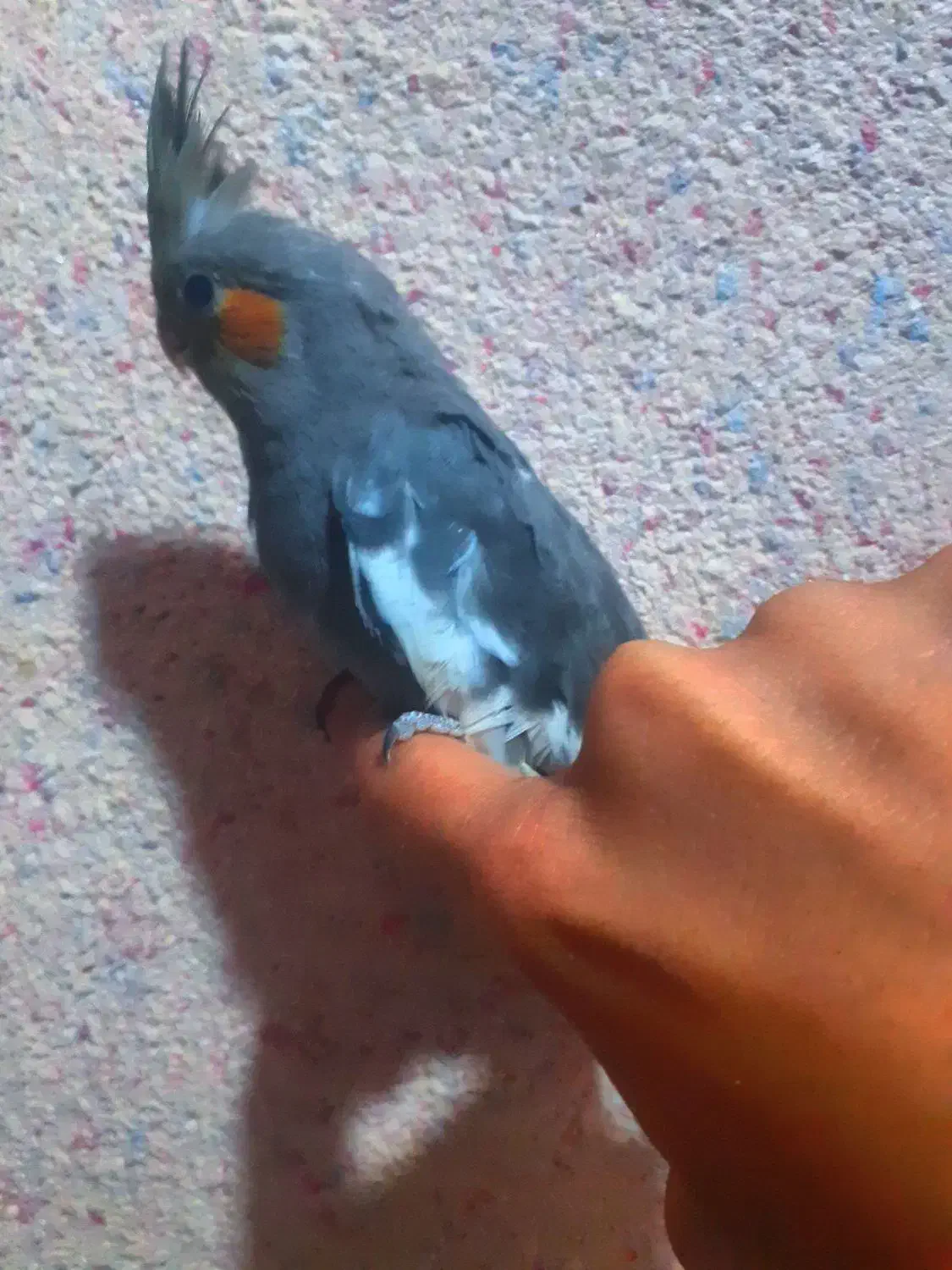 عروس هلندی دستی|پرنده|چمران, |دیوار