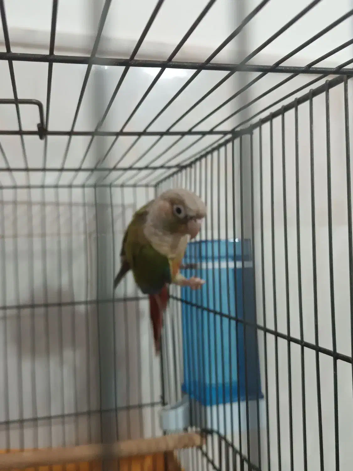 گرینچیک سخنگو دستی|پرنده|قم, نخودی|دیوار