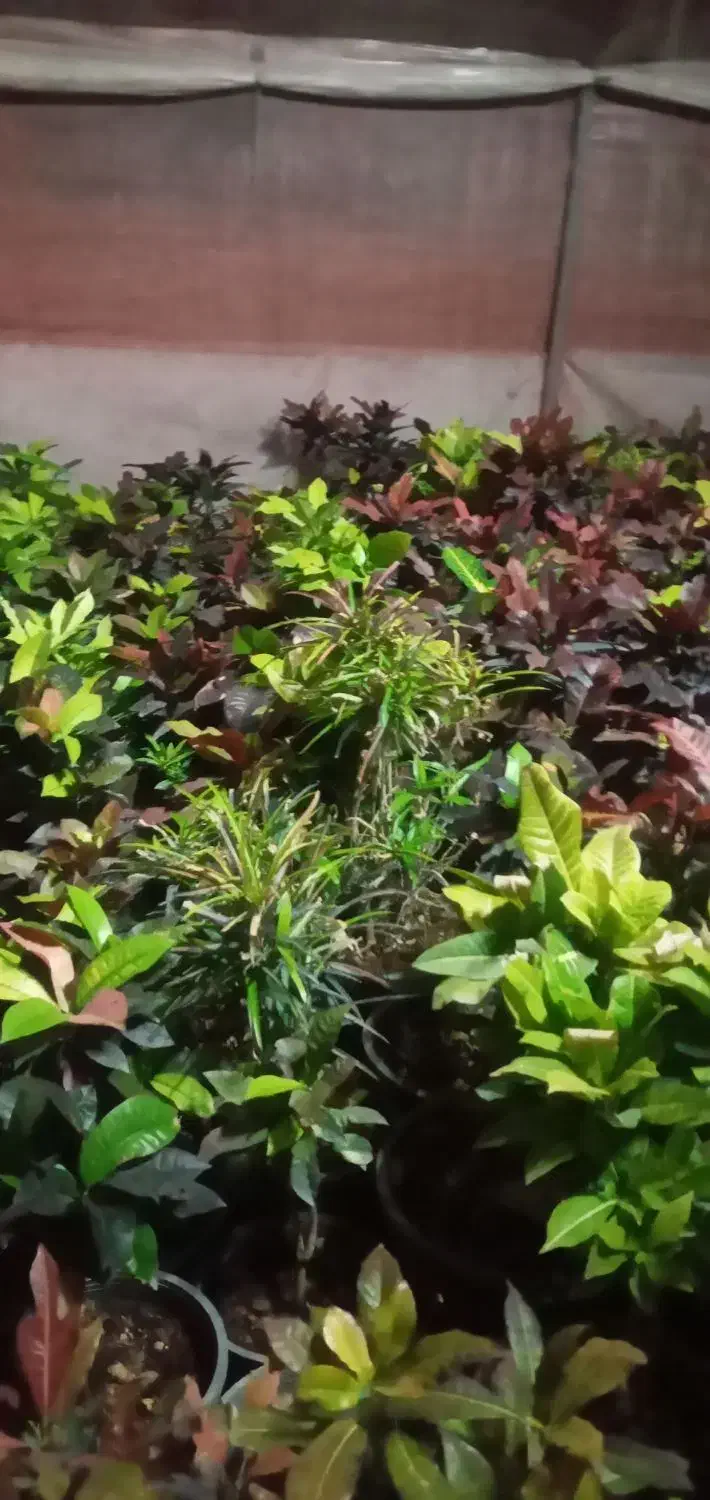 فروش فوری گل طبیعی|گل و گیاه طبیعی|محلات, |دیوار