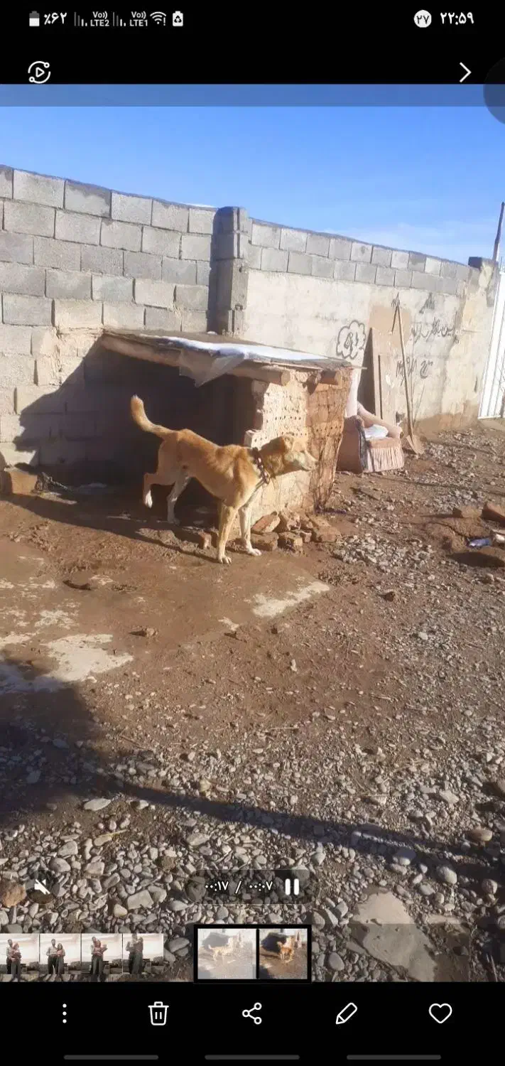 سگ نگهبان|سگ|نیشابور, دربقاضی|دیوار