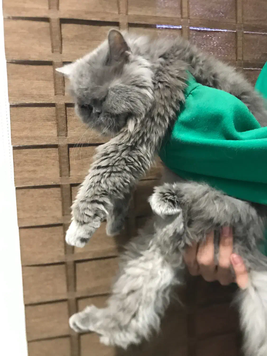 گربه پرشین ۳ تومن|گربه|تهران, گلستان (شهرک راه آهن)|دیوار