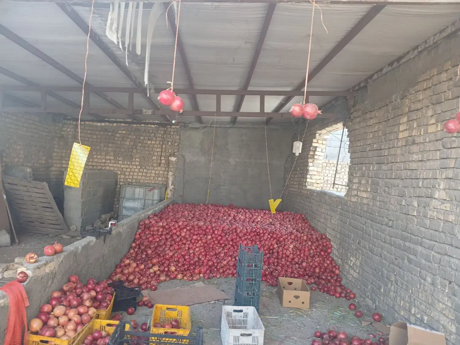 باغ انار 15هزار متر دارای موتوراب|فروش دفتر صنعتی، کشاورزی، تجاری|قاهان, |دیوار