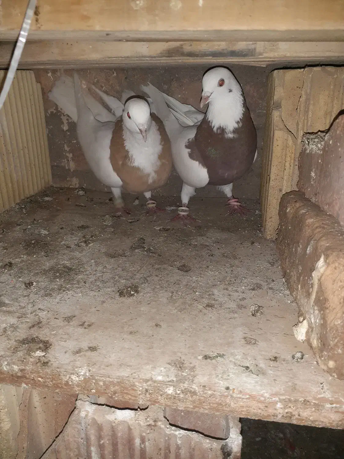 حیوان|پرنده|قائن, |دیوار