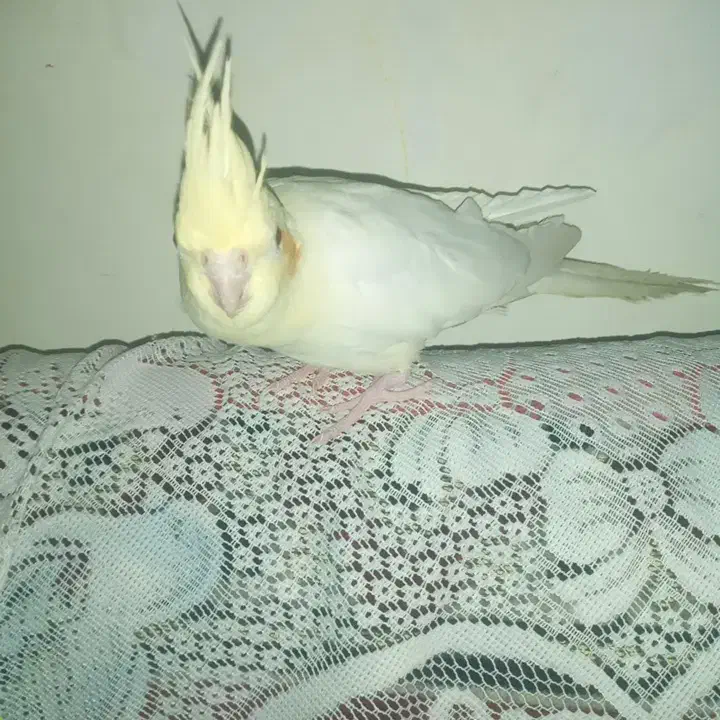 عروس و فیشر|پرنده|لار, |دیوار