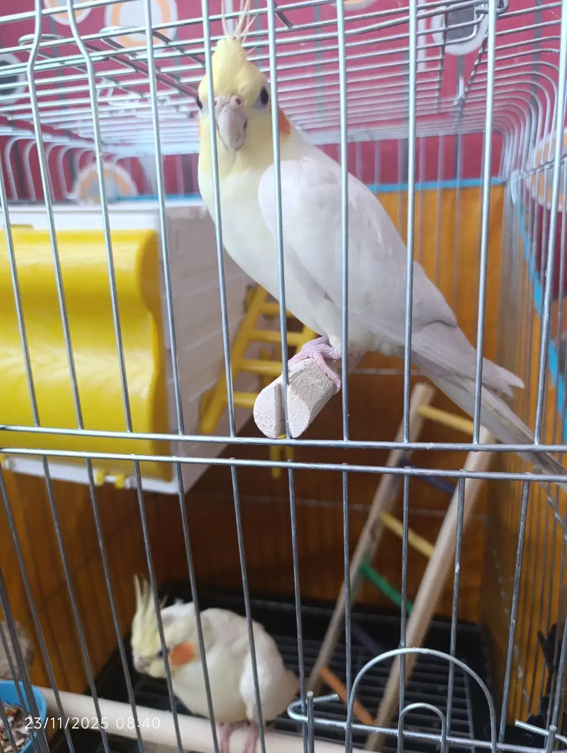 طوطی عروس هلندی|پرنده|محمدیه-قزوین, |دیوار