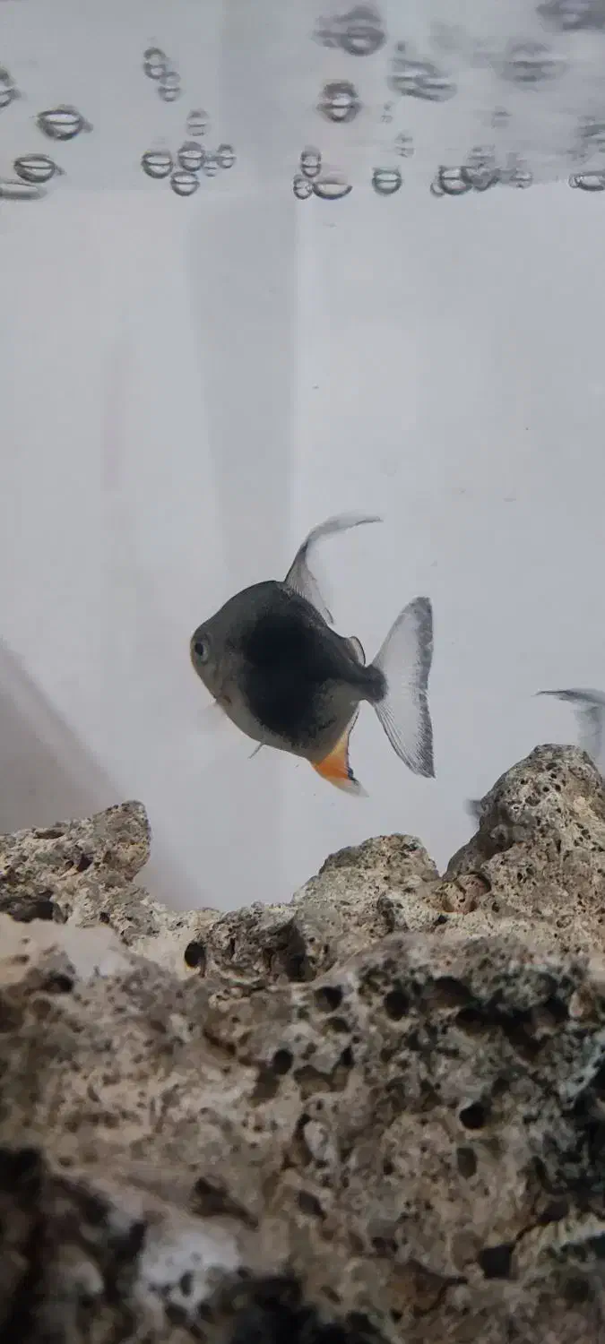 دالر بلک بری|ماهی|قزوین, |دیوار